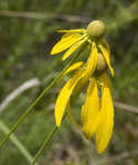 Pinnate prairie coneflower